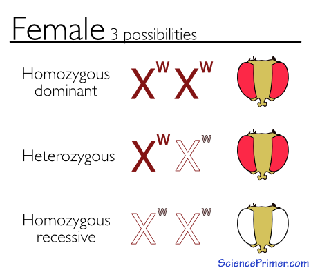 Three allele combinations possible in females.