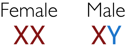 Females have two X-chromosomes. Males have one X and one Y-chromosome.