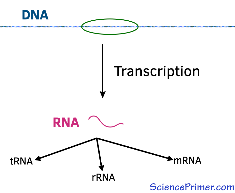 Transcription makes all RNA in the cell